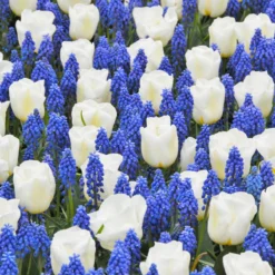 Muscari Armeniacum -Cheap Ethereal Yard Store muscari armeniacum 1
