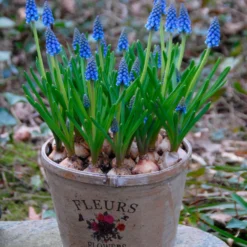 Muscari Armeniacum -Cheap Ethereal Yard Store muscari armeniacum 10