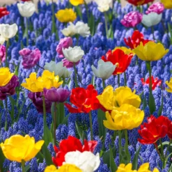 Muscari Armeniacum -Cheap Ethereal Yard Store muscari armeniacum 11