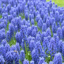 Muscari Armeniacum -Cheap Ethereal Yard Store muscari armeniacum 12