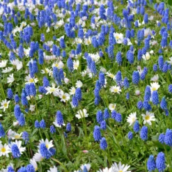 Muscari Armeniacum -Cheap Ethereal Yard Store muscari armeniacum 3