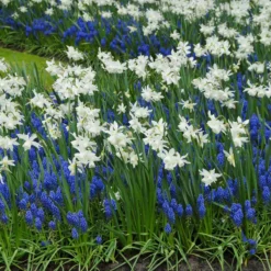 Muscari Armeniacum -Cheap Ethereal Yard Store muscari armeniacum 4