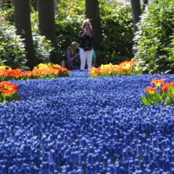 Muscari Armeniacum -Cheap Ethereal Yard Store muscari armeniacum 7