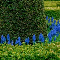 Muscari Armeniacum -Cheap Ethereal Yard Store muscari armeniacum 9