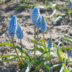 Muscari 'Baby's Breath' -Cheap Ethereal Yard Store muscari baby s breath 1 scaled