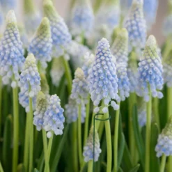 Muscari 'Baby's Breath' -Cheap Ethereal Yard Store muscari baby s breath 2 scaled