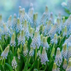 Muscari 'Baby's Breath' -Cheap Ethereal Yard Store muscari baby s breath 3 scaled