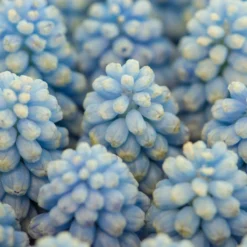 Muscari 'Baby's Breath' -Cheap Ethereal Yard Store muscari baby s breath 4 scaled