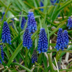 Muscari 'Bling Bling' -Cheap Ethereal Yard Store muscari bling bling 1 scaled
