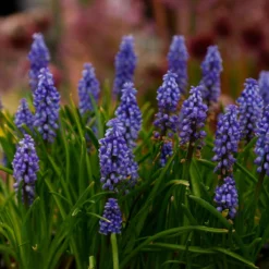 Muscari 'Bling Bling' -Cheap Ethereal Yard Store muscari bling bling 10 scaled