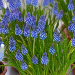 Muscari 'Bling Bling' -Cheap Ethereal Yard Store muscari bling bling 2 scaled