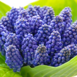 Muscari 'Bling Bling' -Cheap Ethereal Yard Store muscari bling bling 3 scaled