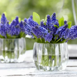 Muscari 'Bling Bling' -Cheap Ethereal Yard Store muscari bling bling 4