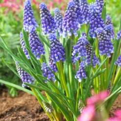 Muscari 'Bling Bling'