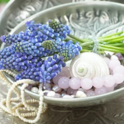 Muscari 'Bling Bling' -Cheap Ethereal Yard Store muscari bling bling 7