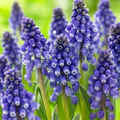 Muscari 'Bling Bling' -Cheap Ethereal Yard Store muscari bling bling 8