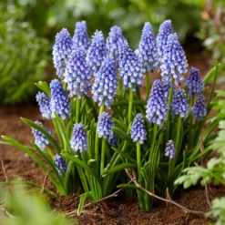 Muscari 'Bling Bling' -Cheap Ethereal Yard Store muscari bling bling 9