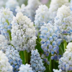 Muscari 'Nature's Beauty' -Cheap Ethereal Yard Store muscari double beauty 1 scaled