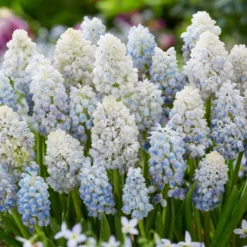 Muscari 'Nature's Beauty' -Cheap Ethereal Yard Store muscari double beauty 3 scaled