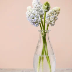 Muscari 'Nature's Beauty' -Cheap Ethereal Yard Store muscari double beauty 4 scaled