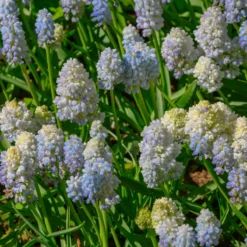 Muscari 'Nature's Beauty' -Cheap Ethereal Yard Store muscari double beauty 6 scaled