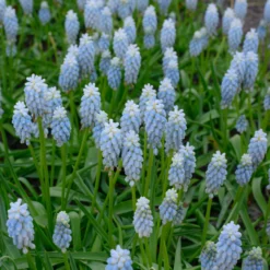 Muscari 'Esther' -Cheap Ethereal Yard Store muscari esther 1 scaled