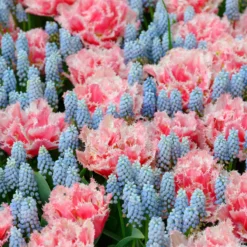 Muscari 'Esther' -Cheap Ethereal Yard Store muscari esther 3 scaled