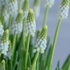 Muscari 'Esther' -Cheap Ethereal Yard Store muscari esther 4 scaled