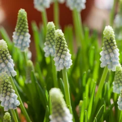 Muscari 'Esther' -Cheap Ethereal Yard Store muscari esther 7