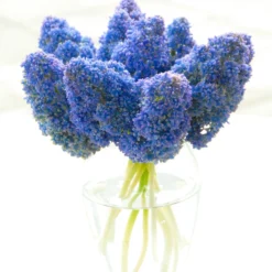 Muscari 'Fantasy Creation' -Cheap Ethereal Yard Store muscari fantasy creation 1