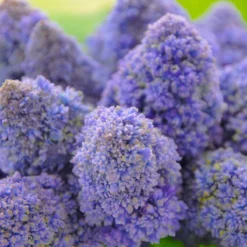 Muscari 'Fantasy Creation' -Cheap Ethereal Yard Store muscari fantasy creation 3