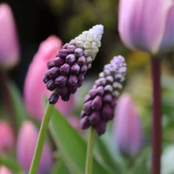 Muscari 'Grape Ice' -Cheap Ethereal Yard Store muscari grape ice 00