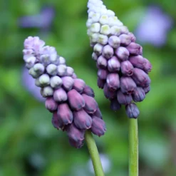 Muscari 'Grape Ice' -Cheap Ethereal Yard Store muscari grape ice 03