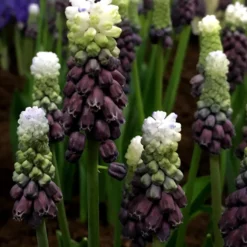 Muscari 'Grape Ice' -Cheap Ethereal Yard Store muscari grape ice 1