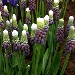 Muscari 'Grape Ice' -Cheap Ethereal Yard Store muscari grape ice 2