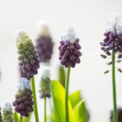 Muscari 'Grape Ice' -Cheap Ethereal Yard Store muscari grape ice 3