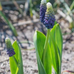 Muscari 'Grape Ice' -Cheap Ethereal Yard Store muscari grape ice 4