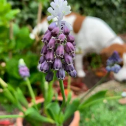 Muscari 'Grape Ice' -Cheap Ethereal Yard Store muscari grape ice 6 scaled