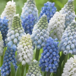 Muscari Collection 'Grapevine'