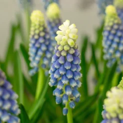 Muscari 'Julia' -Cheap Ethereal Yard Store muscari julia 1 scaled
