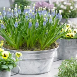 Muscari 'Julia' -Cheap Ethereal Yard Store muscari julia 10