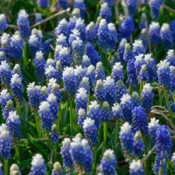 Muscari 'Julia' -Cheap Ethereal Yard Store muscari julia 3 scaled