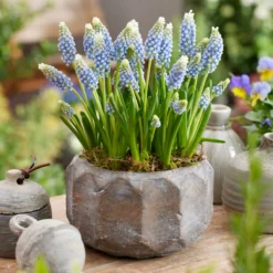 Muscari 'Julia' -Cheap Ethereal Yard Store muscari julia 4