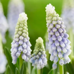 Muscari 'Julia' -Cheap Ethereal Yard Store muscari julia 5