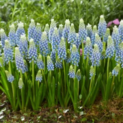 Muscari 'Julia' -Cheap Ethereal Yard Store muscari julia 6