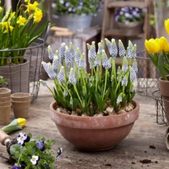 Muscari 'Julia' -Cheap Ethereal Yard Store muscari julia 9