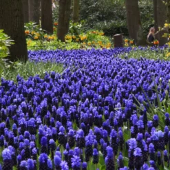Muscari Latifolium -Cheap Ethereal Yard Store muscari latifolium 15