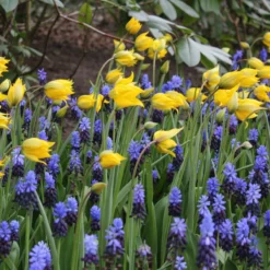 Muscari Latifolium -Cheap Ethereal Yard Store muscari latifolium 2