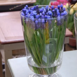 Muscari Latifolium -Cheap Ethereal Yard Store muscari latifolium 3