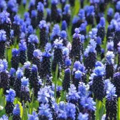 Muscari Latifolium -Cheap Ethereal Yard Store muscari latifolium 4